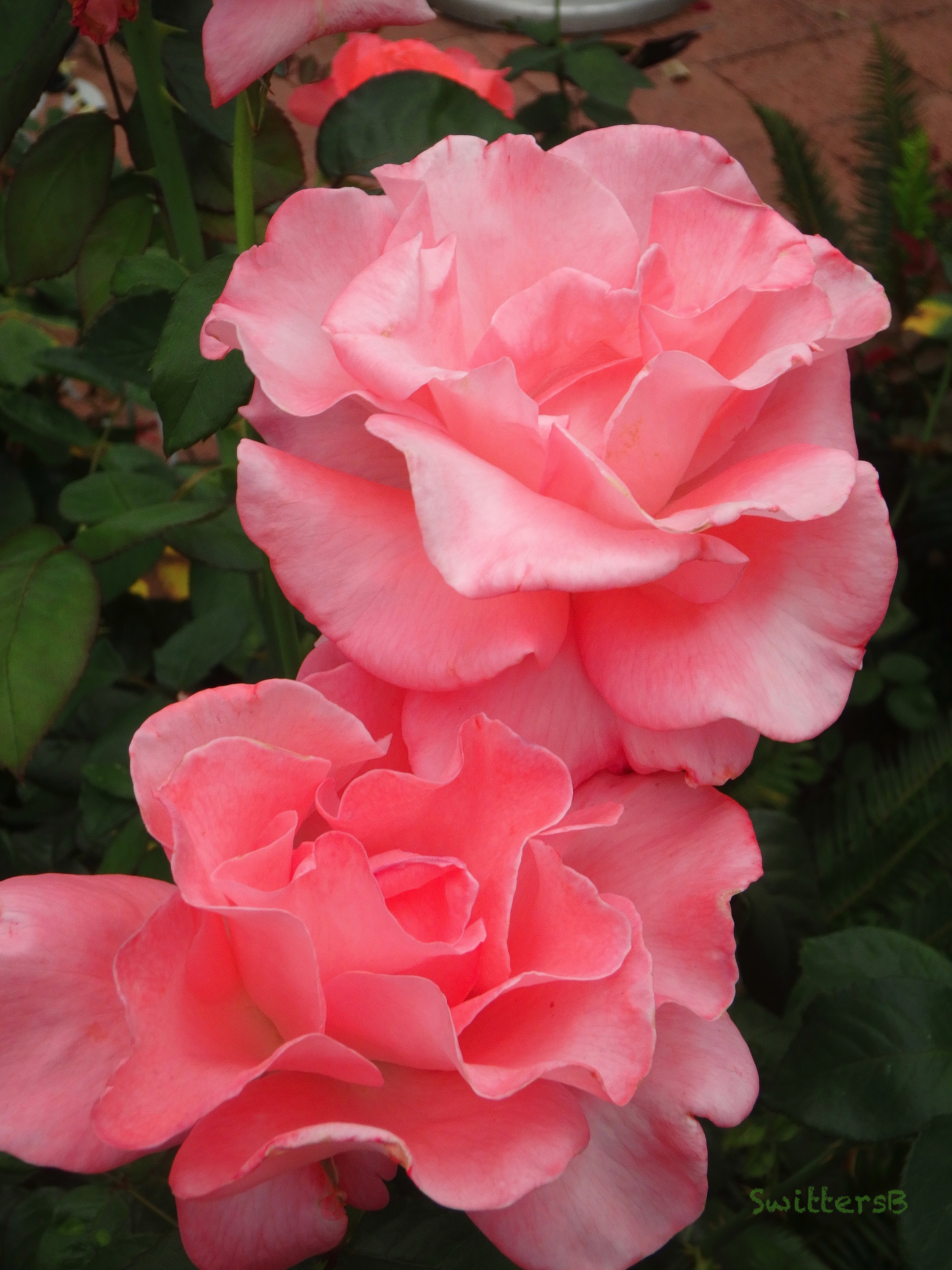 February Pink Roses appreciate… – SwittersB & Exploring