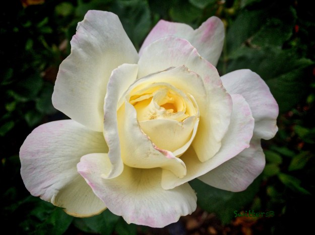 white rose-bloom-garden-SwittersB