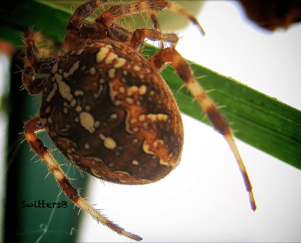 Big Spider-SwittersB