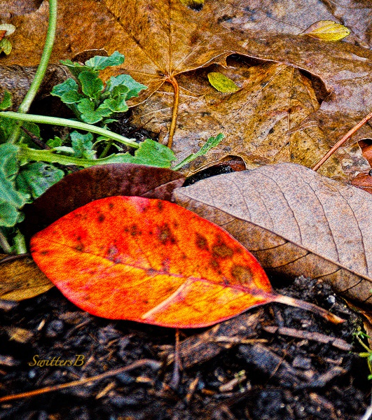 Fall color-leaves-bright spot-SwittersB +