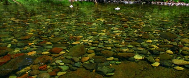 Gin clear-Rivers Bottom-Lewis R-SwittersB