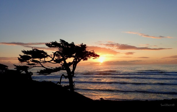 Oregon Coast-solitary tree-SwittersB