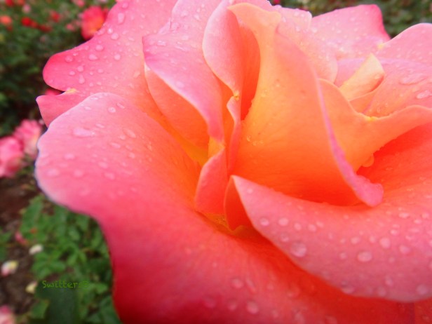 Peach Rose-raindrops-Fall-SwittersB