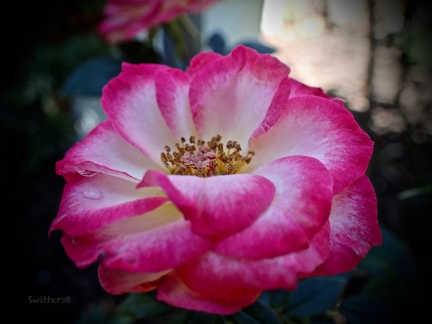 Pink & White rose-water drop-SwittersB