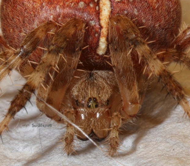 spider face-closeup-SwittersB