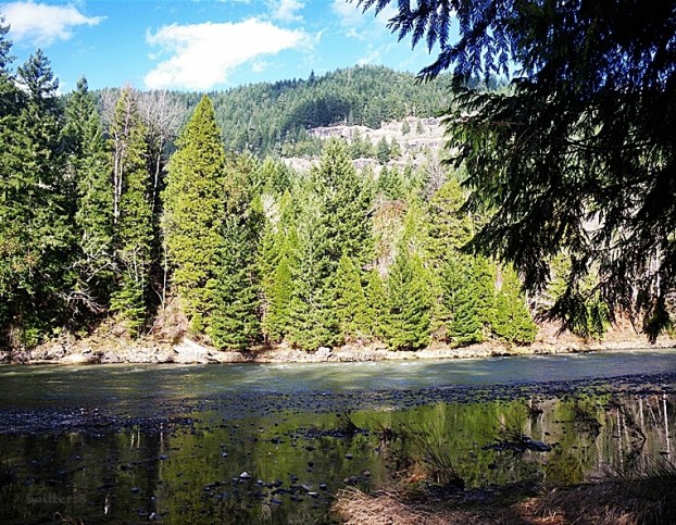 Willamette R-Oregon-SwittersB