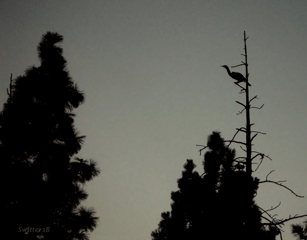 BW Oregon crane tree swittersb