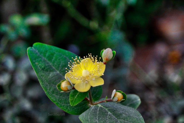 Fall-flower-yellow-Portland-SwittersB
