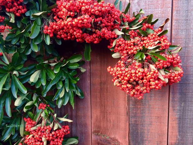 red berries-fence-swittersB x