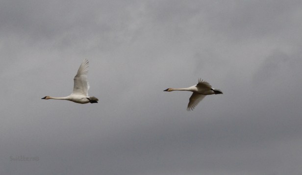 Tundra Swan-in flight-Sauvie Island-SwittersB.jpg