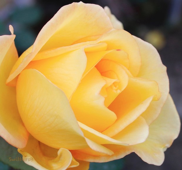 Yellow Rose-January-SwittersB