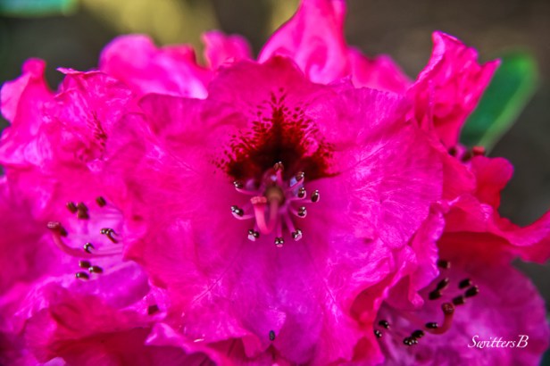 Portland-Early Rhody-Crytal Springs Rhody Garden-Portland-SwittersB