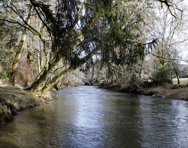 Salmon River-solitude-SwittersB.jpg