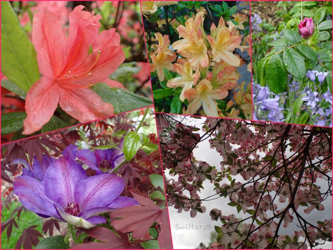 Backyard April 2018-Portland-SwittersB