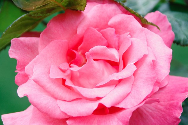 Pink Rose-Petals-Portland-SwittersB