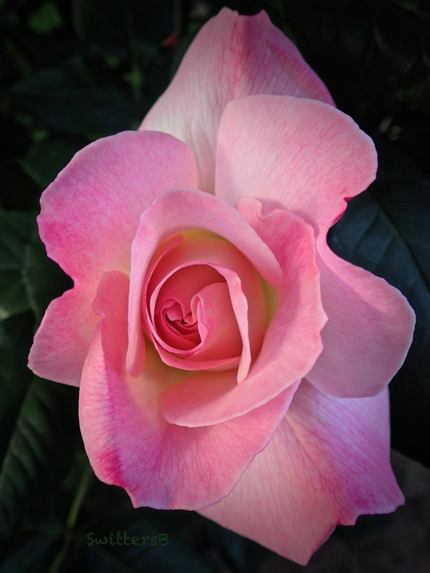 Delicate Pink Rose-petals-SwittersB