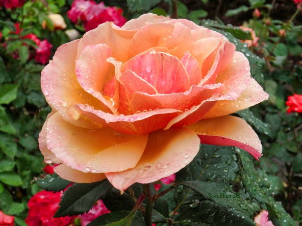 Peach rose-Portland-raindrops-SwittersB.jpg