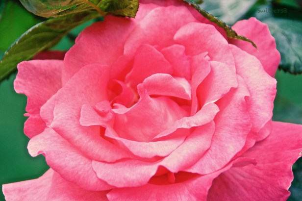 pink rose-petals-backyard-SwittersB.jpg