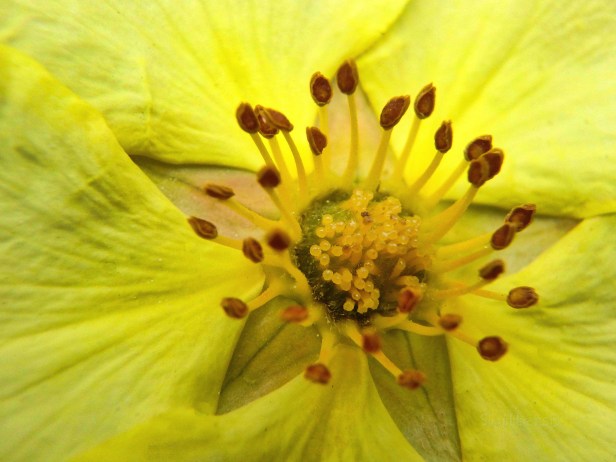 stamens-wild rose-SwittersB.jpg