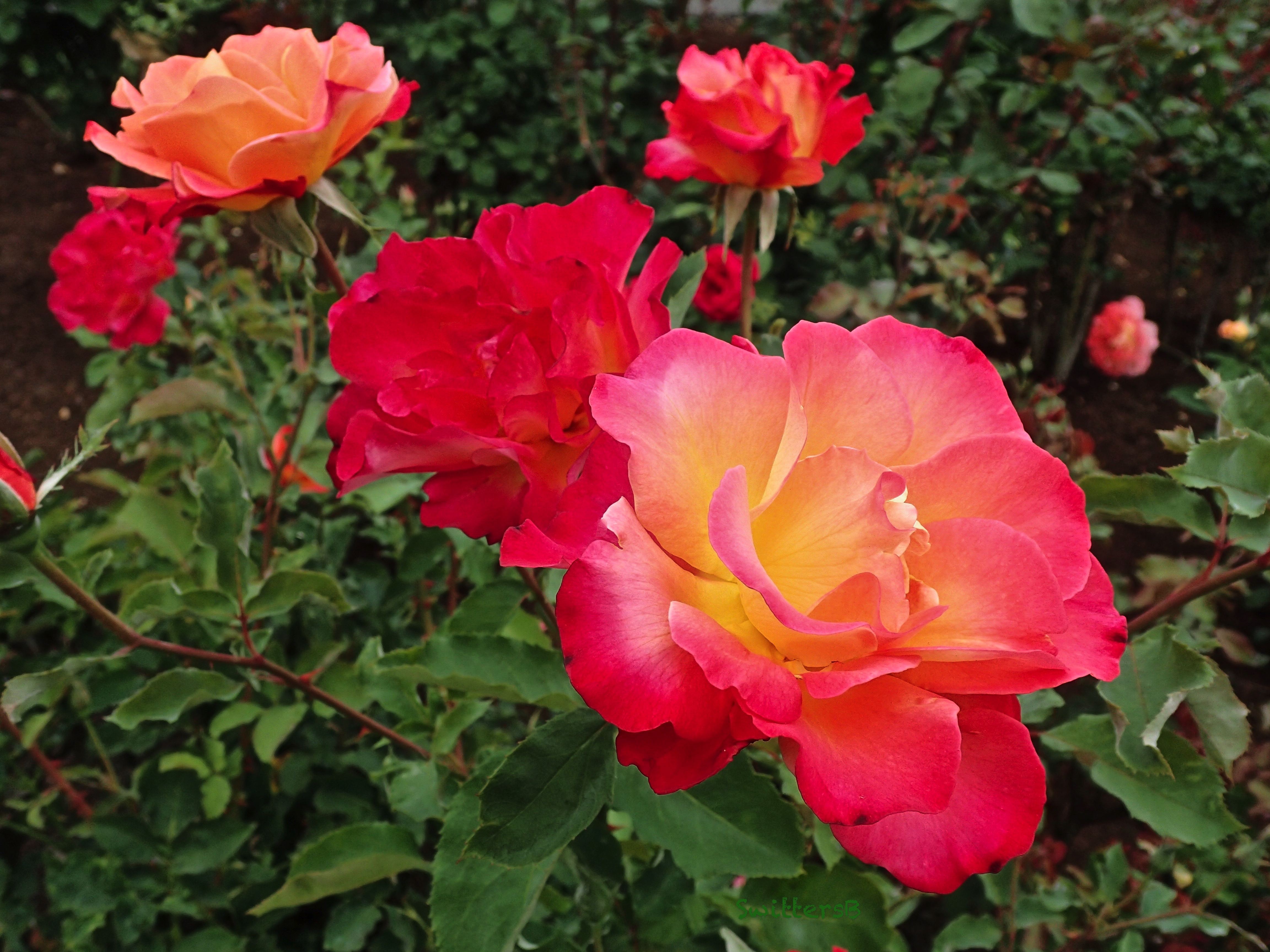 Satter Roses pace of life… – SwittersB & Exploring