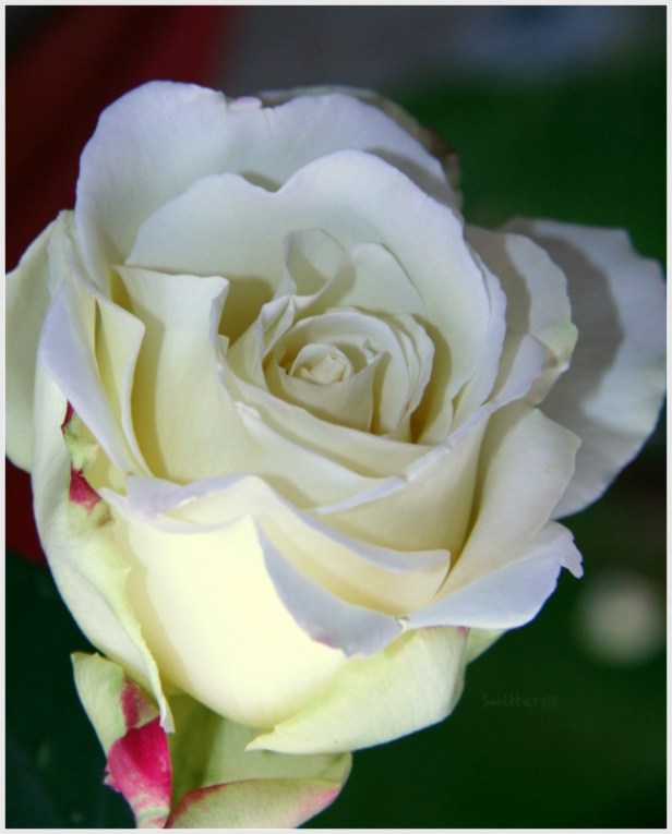White rose with touch of red-backyard-SwittersB
