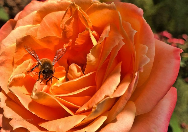 Honey Bee-Rose-SwittersB.jpg