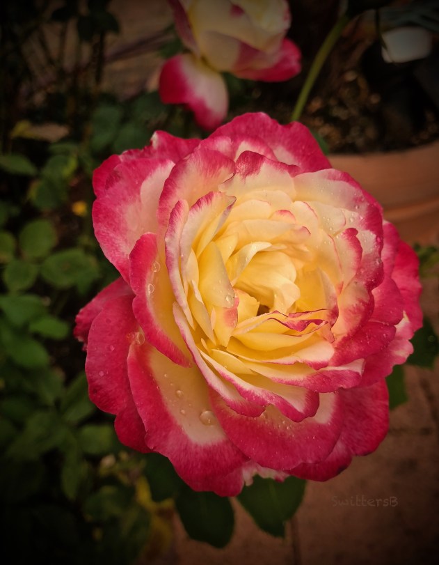 Red &amp; Cream Rose-waterdroplets-SwittersB
