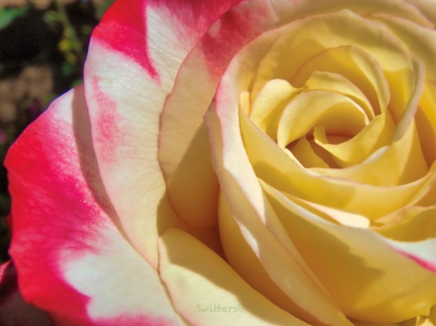 Red &amp; Creme Rose-Beauty-SwittersB 2