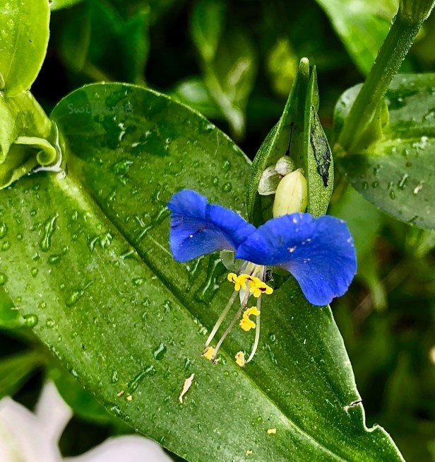 Small blue flower-emerging-SwittersB.jpg