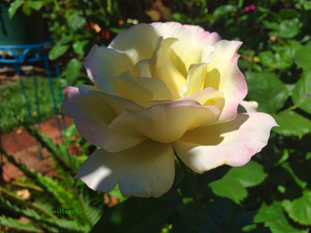 white:pink rose-shade &amp; sun-SwittersB