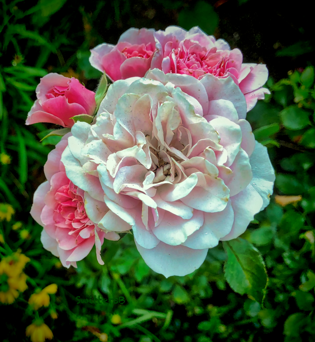 carnation roses-Portland-SwittersB.png