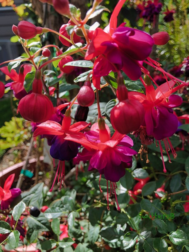 Fuchsia-Flowers-backyard-SwittersB