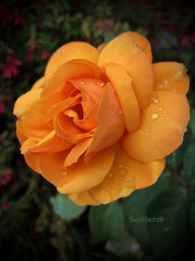 Gold Rose-Pop the Cork-raindrops-SwittersB