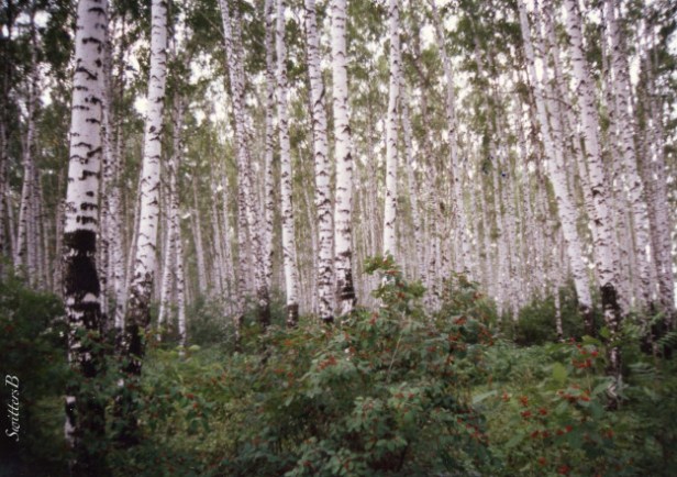 moskva-river-moscow-birch-trees-swittersb