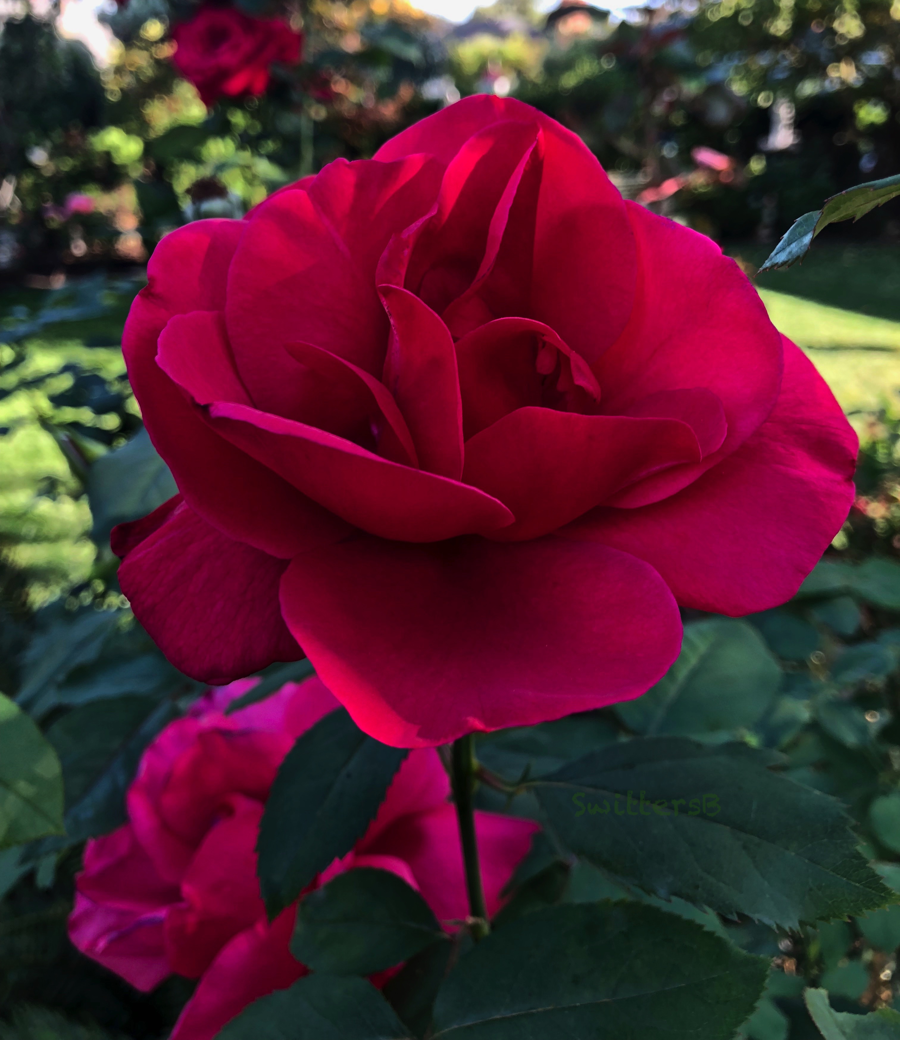 Mr. Lincoln, red rose in Portland, Oregon