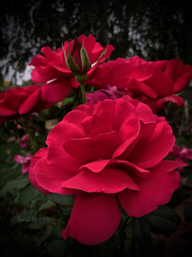 Red Roses-backyard-SwittersB.jpg