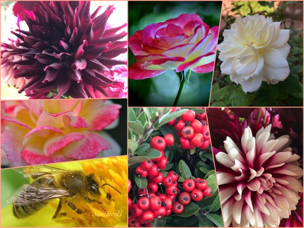 October Garden 2018-Collage-SwittersB.jpg