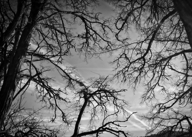 bare branches-sky-Oregon-SwittersB