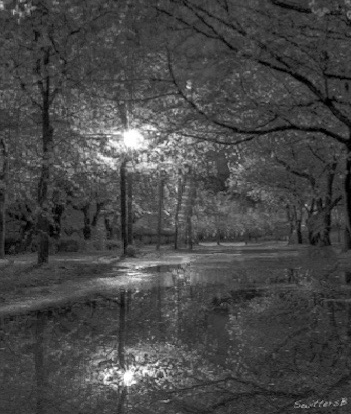 Living Desert-Cold Night-light-trees-SwittersB