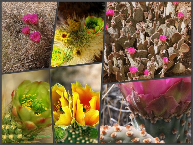 Cactus Blooms-Collage-Mojave-SwittersB