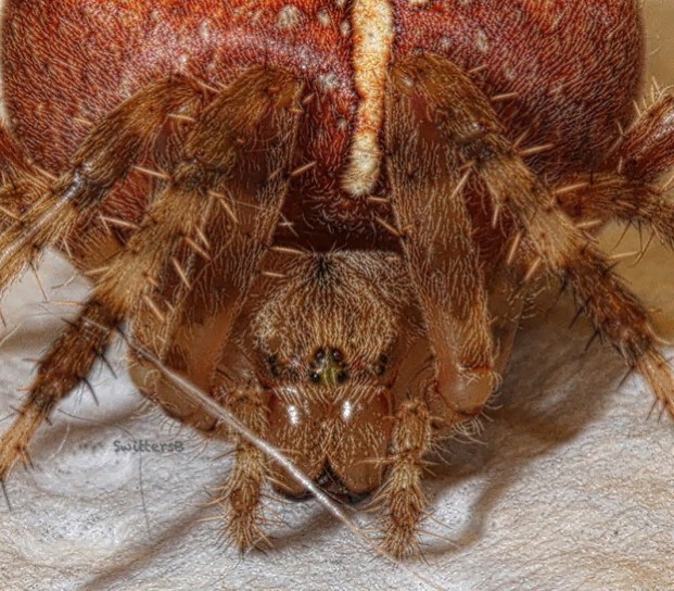 spider-face-swittersb XX