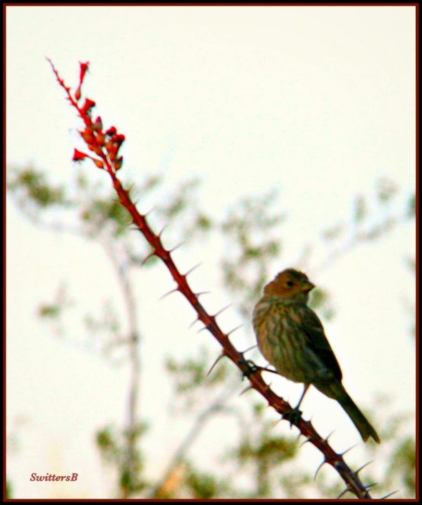 birds-thorns-branch-desert-swittersb