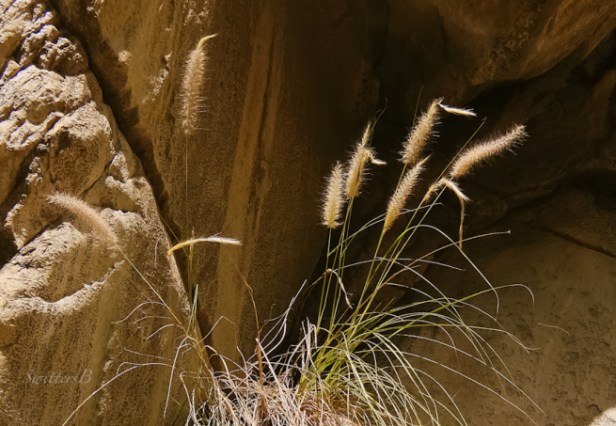 canyon-tahquitz-plants-rock-wall-swittersb-photography