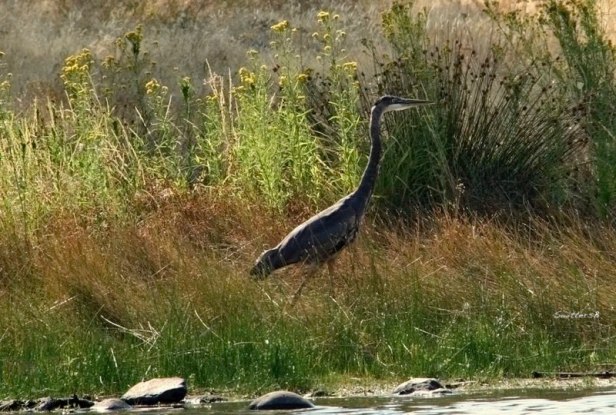 crane-oregon-swittersb_003