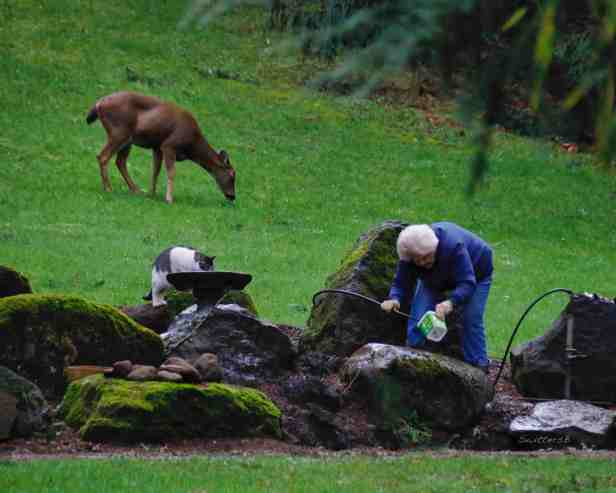 deer-cat-mother nature-swittersb