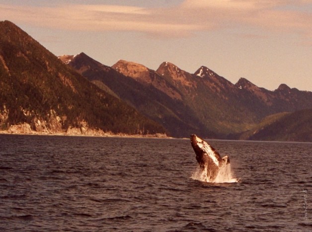 whale jumping-kruzof island-alaska-swittersb