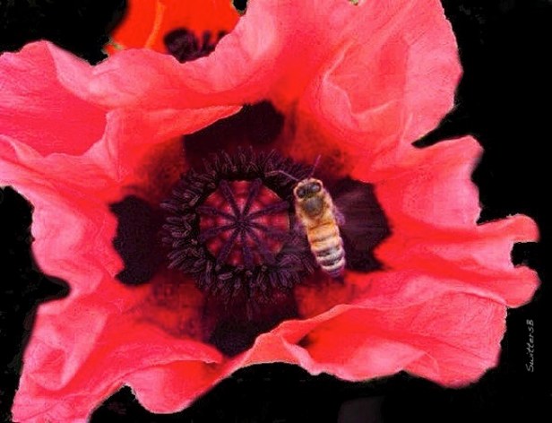 Bee-Poppy flower-SwittersB