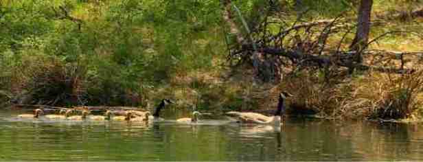 Geese-Lake-Oregon-SwittersB