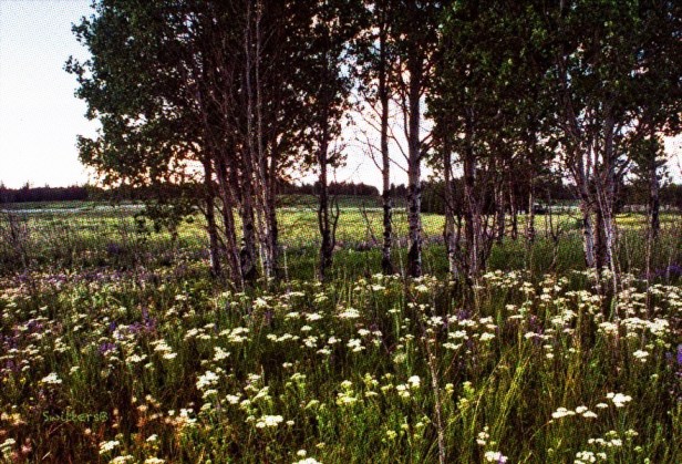 Wildflowers-BC-Salmon Lake SwittersB