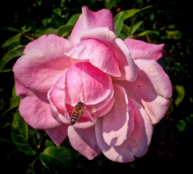 bee-pink rose-SwittersB